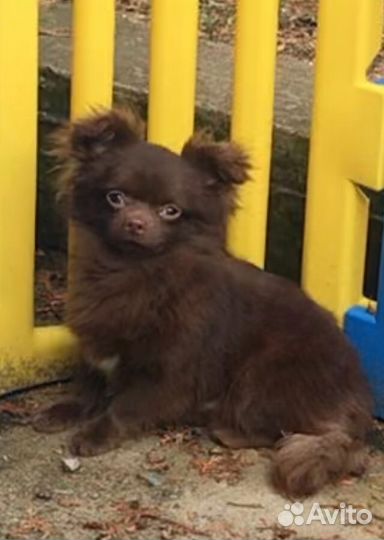 Чихуахуа шоколадный Перси