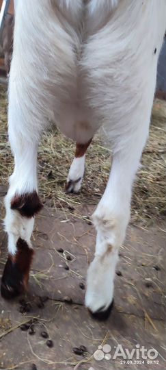 Козел на племя