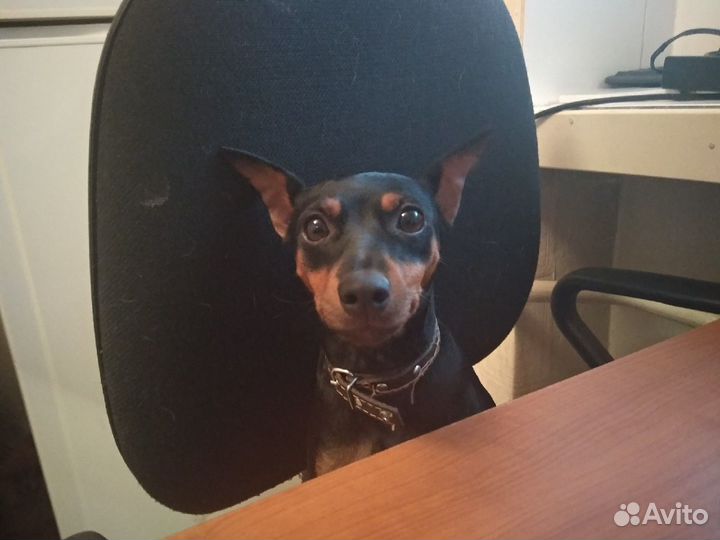 Дрессировка собак кинолог воспитание собак