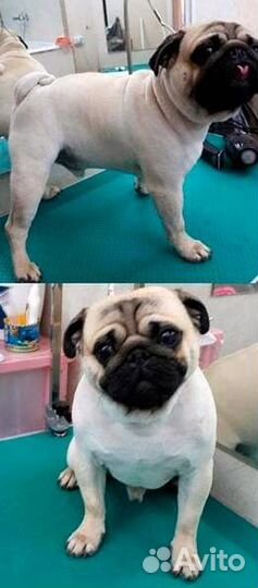 Стрижка собак и кошек