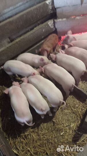 Поросенок ландрас - дюрок