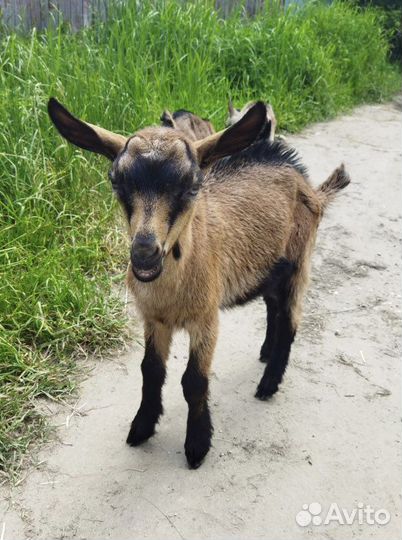 Козлята
