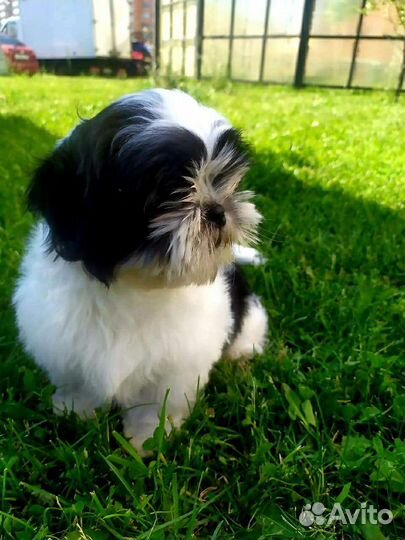 Девочки. настоящие красотки