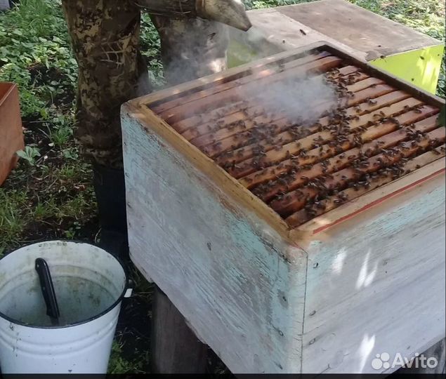 Улей с пчелами