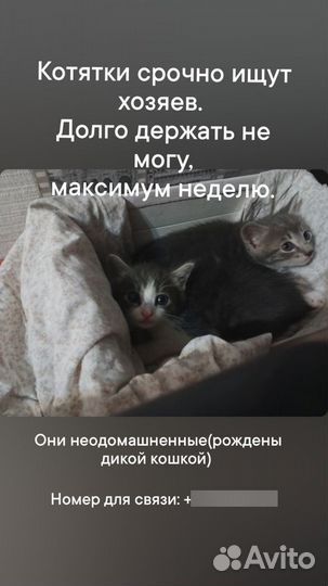 Котята мальчики