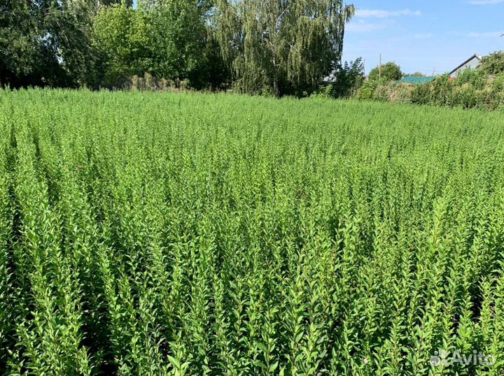 Бирючина обыкновенная