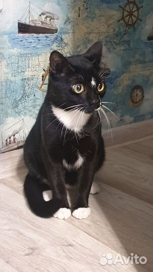 Котёнок Китти ищет дом