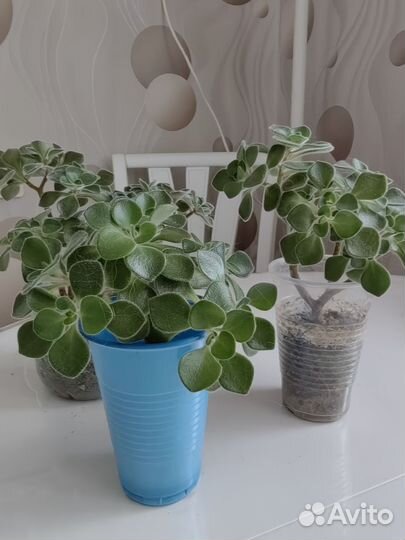 Аихризон, дерево любви