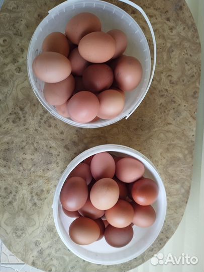 Домашние куриные яйца