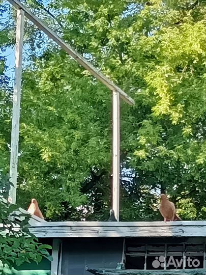 Голуби свердловские