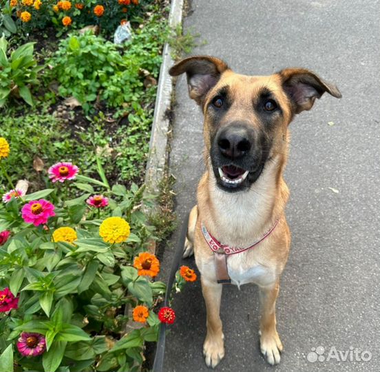 Собака в добрые руки