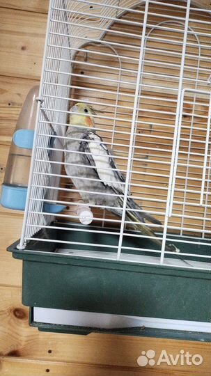 Попугай корелла с клеткой