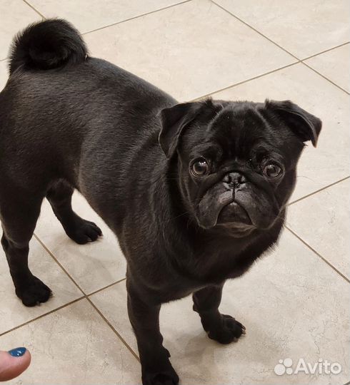 Щенки мопса