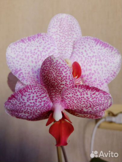 Орхидея фаленопсис