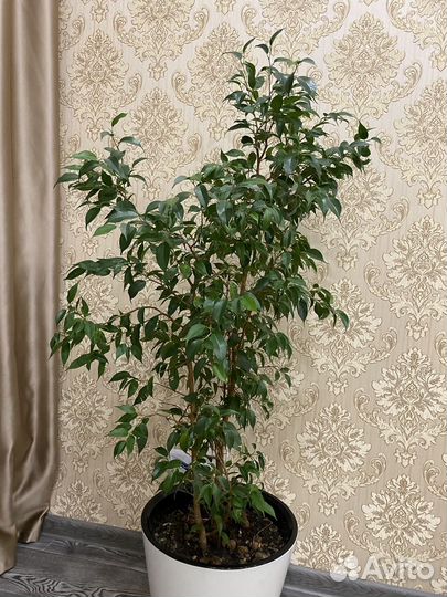 Комнатные растения цветы