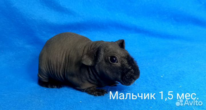 Морские свинки