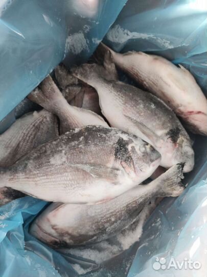 Дорадо рыба