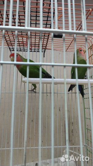 Птенцы неразлучников