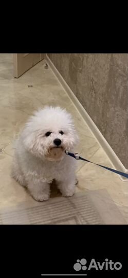 Бишон фризе вязка кобель