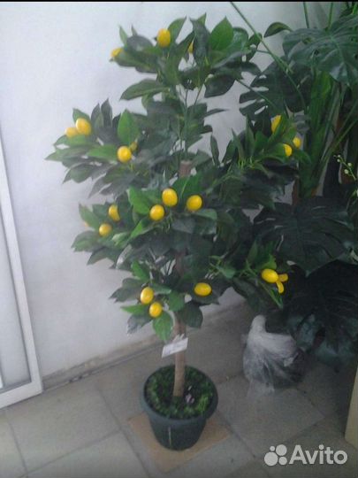 Декоративные деревья