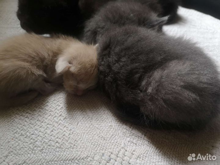 Котенок в дар бесплатно