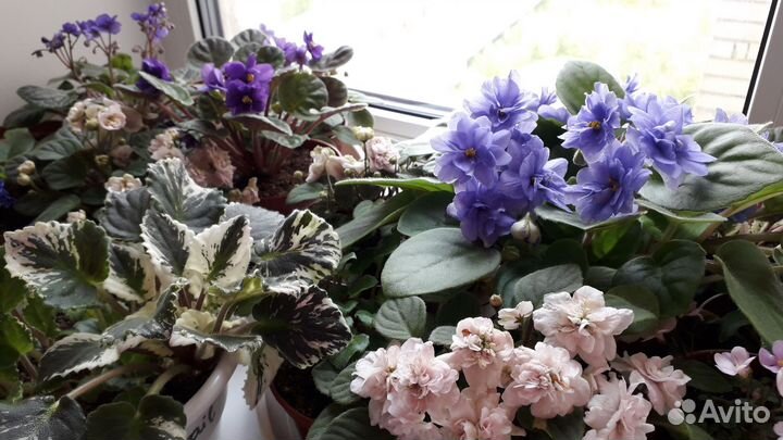 Фиалки-трейлеры листы, пасынки и верхушки