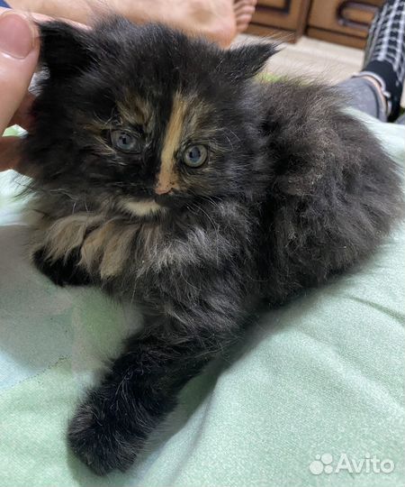 Котенок девочка