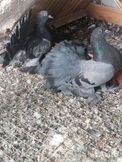 Голубь кинг