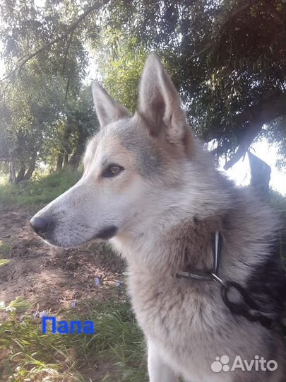 Щенки хаски