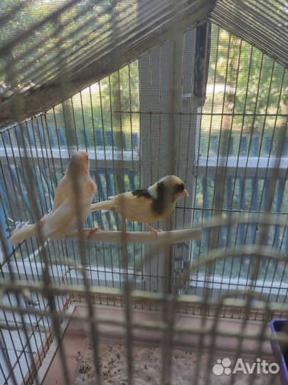 Кенара и канарейки