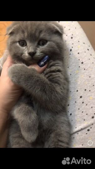 Кот британец вязка