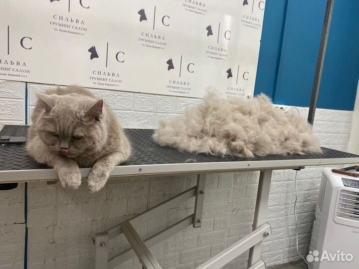 Груминг обучение