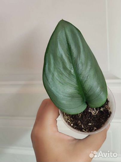 Сциндапсус Moonlight