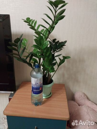 Замиокулькас