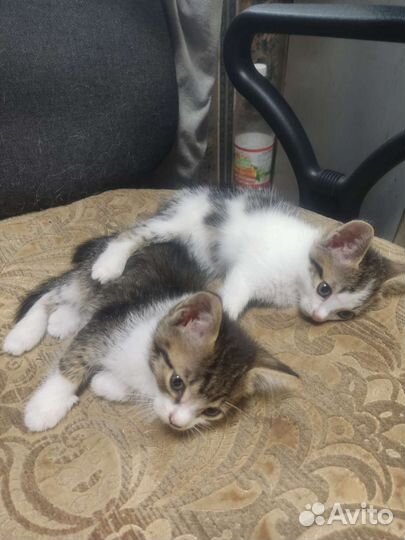 Котята в дар