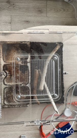 Муравьи harpegnthos venator