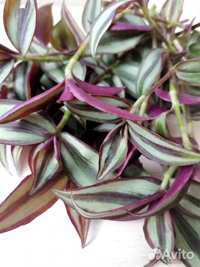 Традесканция зебрина