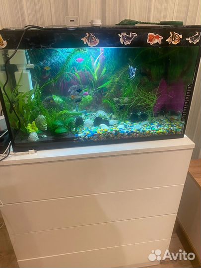 Аквариум 45-50 литров