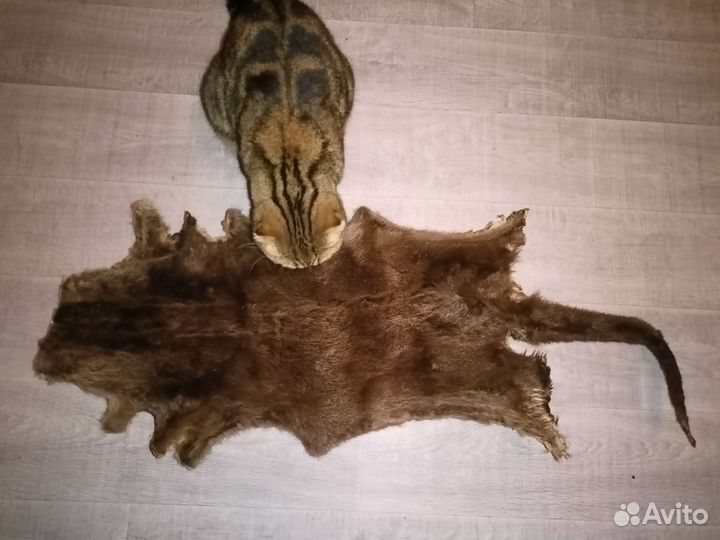 Шкура выдры