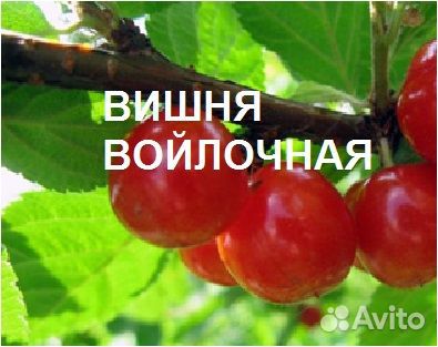 Саженцы вишни