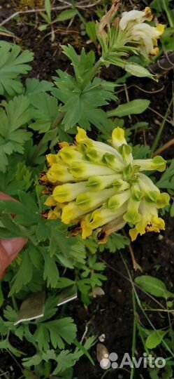 Растения в сад