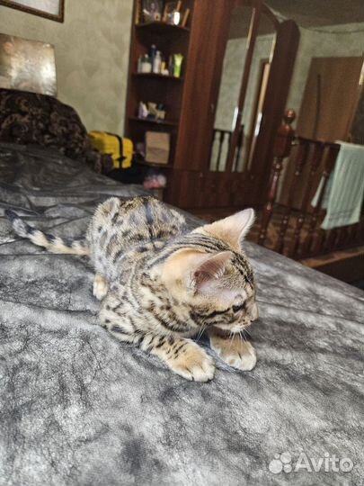 Бенгальская