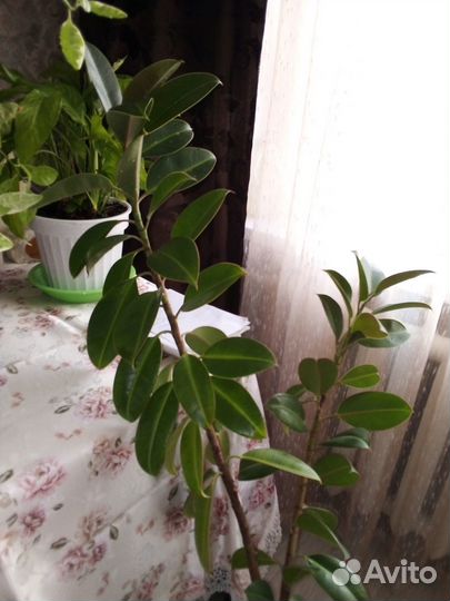 Комнатные растения