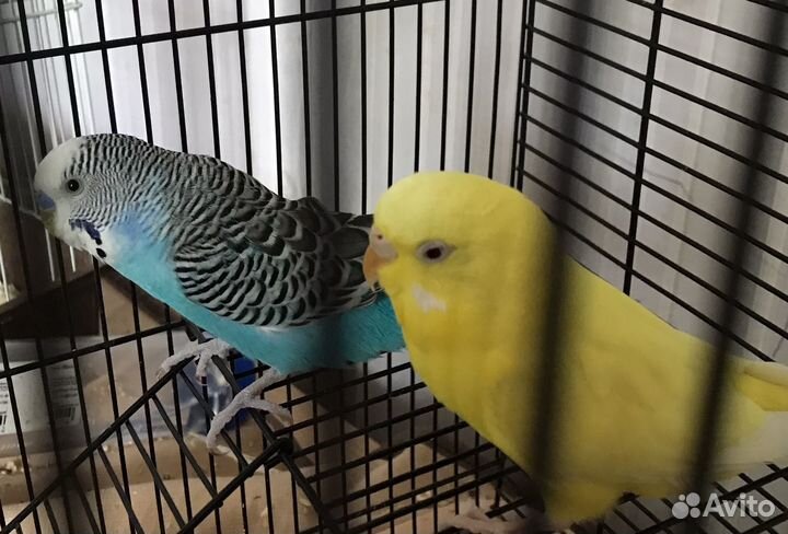 Волнистый попугай