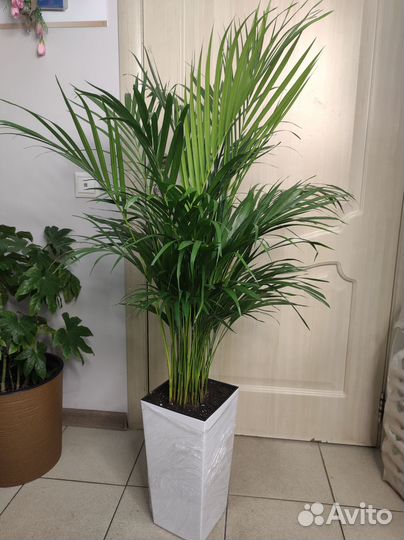 Пальма арека дипсис хризолидокарпус в кашпо