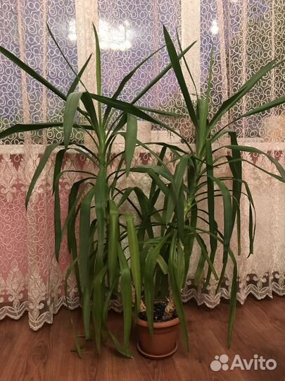 Юкка пальма