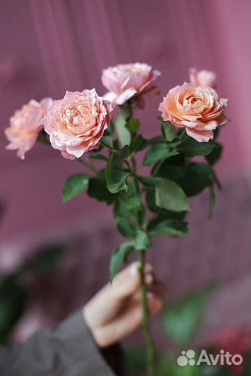 Роза Джульетта. Букеты из роз. Доставка. Уфа