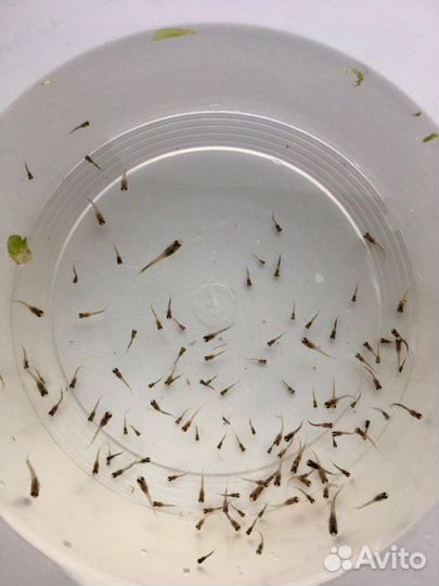 Гуппи, малек ассорти Амигофи