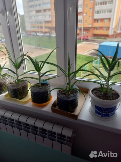 Алоэ столетник