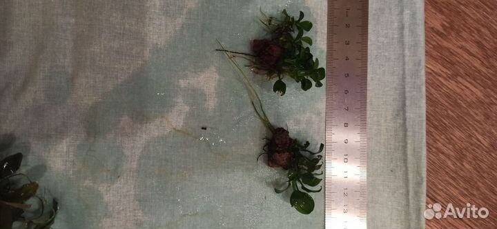 Анубиас, анубиас нана и буцифаландра